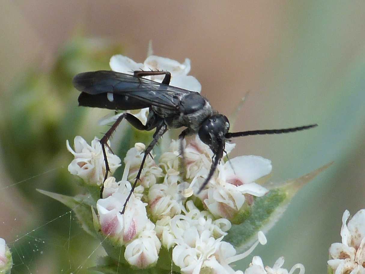 Piccolo Pompilidae